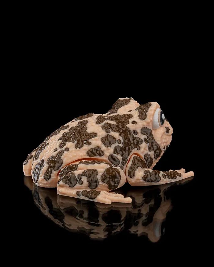 图片[2]-美国地蛙 American Ground Frog-3D合纵社-3D打印模型STL格式3mf格式免费下载！