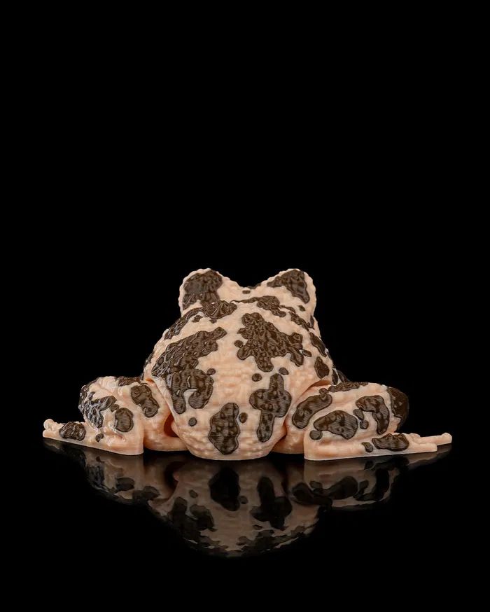 图片[3]-美国地蛙 American Ground Frog-3D合纵社-3D打印模型STL格式3mf格式免费下载！