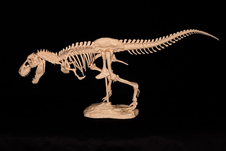 图片[3]-霸王龙骨架-3D合纵社-3D打印模型STL格式3mf格式免费下载！